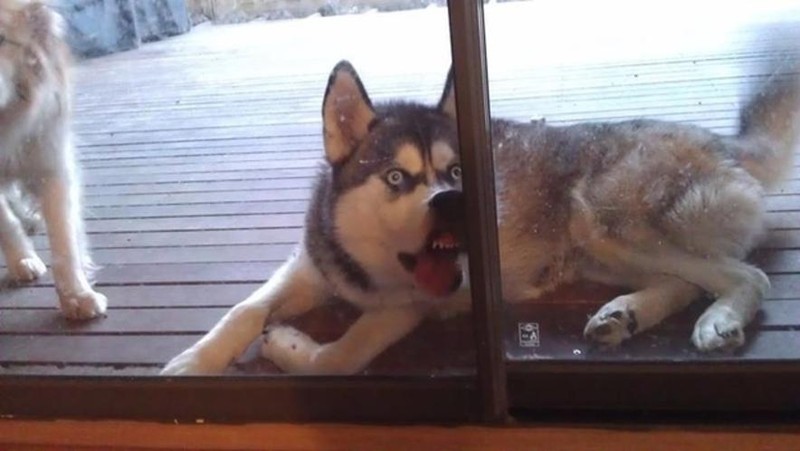 Funny Animals (24 pics)