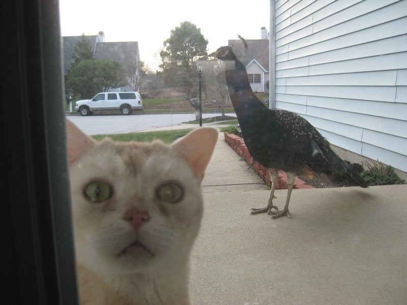 Funny Animals (24 pics)