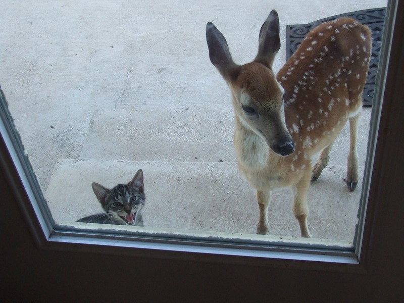Funny Animals (24 pics)