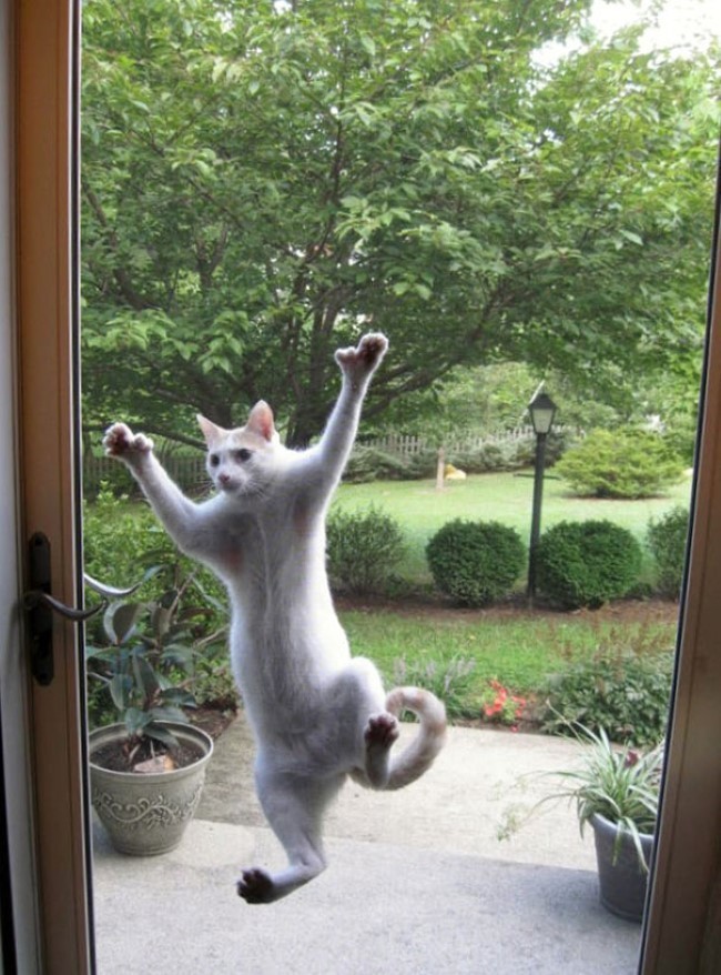 Funny Animals (24 pics)