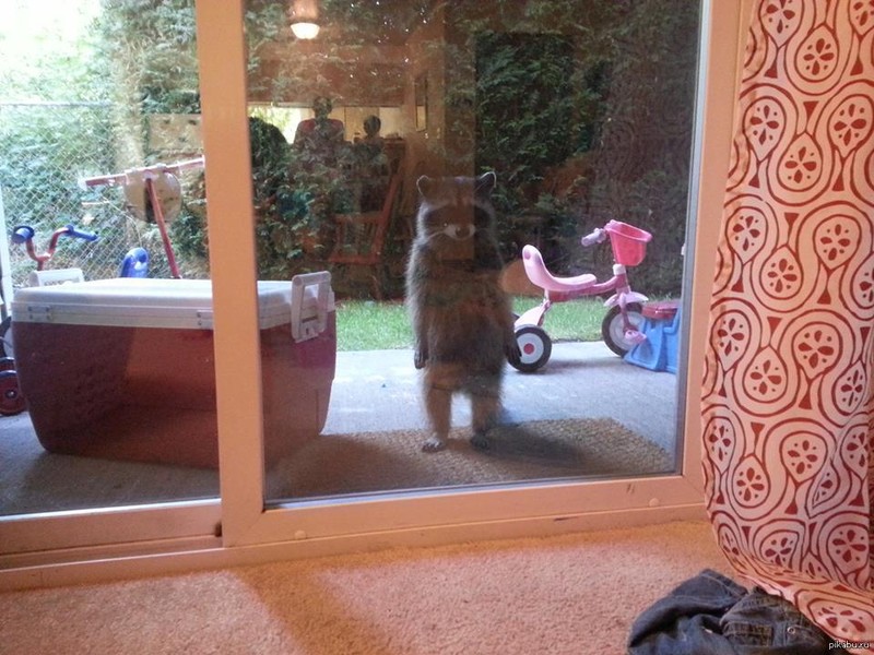 Funny Animals (24 pics)