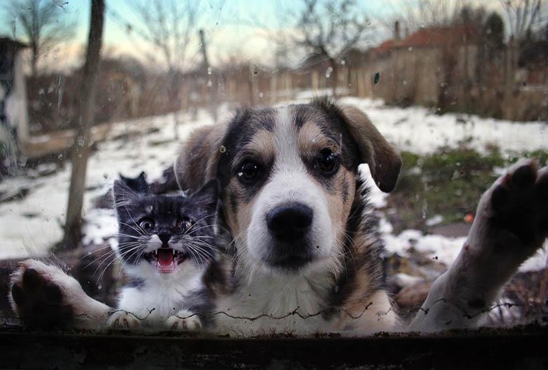 Funny Animals (24 pics)