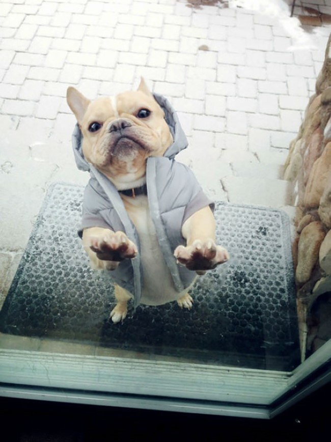 Funny Animals (24 pics)