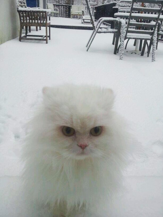 Funny Animals (24 pics)