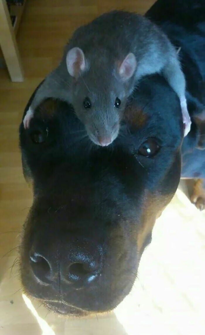 Funny Rats (27 pics)