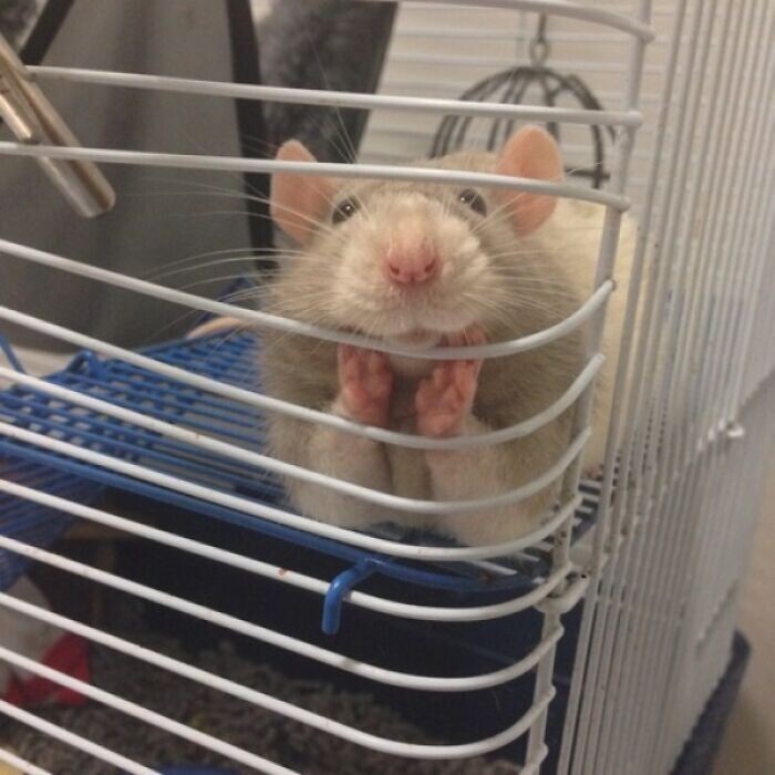 Funny Rats (27 pics)