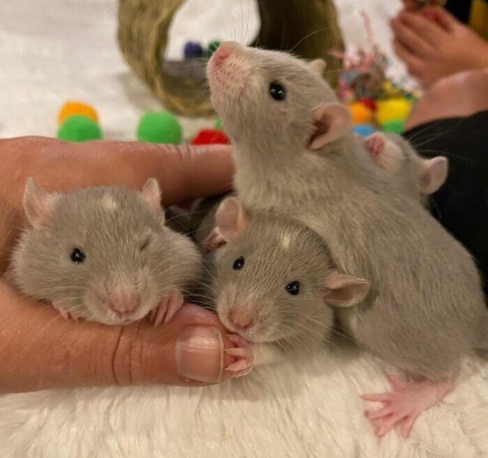 Funny Rats (27 pics)