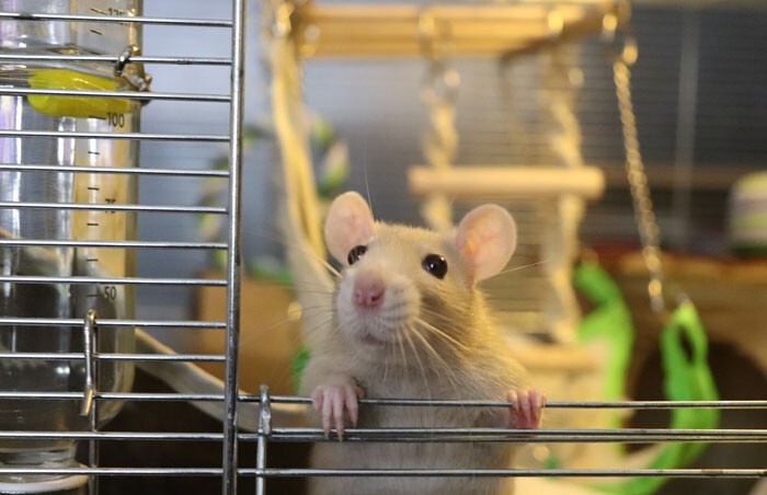 Funny Rats (27 pics)