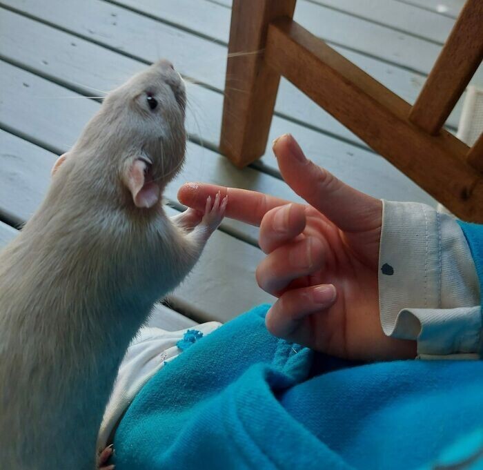 Funny Rats (27 pics)