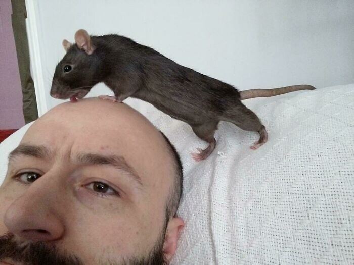 Funny Rats (27 pics)