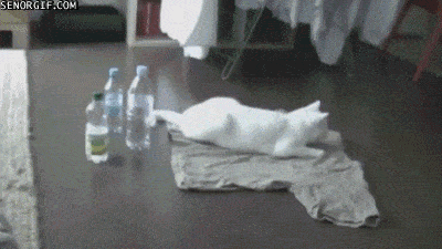 FUNNY GIFS AND MORE 1669033491_9