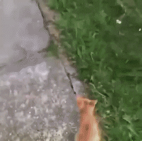 FUNNY GIFS AND MORE 1669033550_2