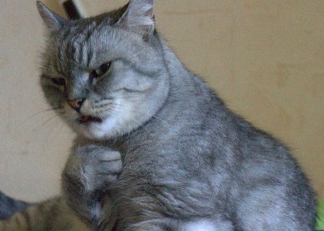 Angry Cats (22 pics)