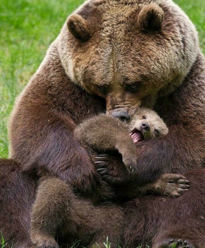 Cute Bears (29 pics)