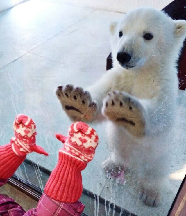 Cute Bears (29 pics)