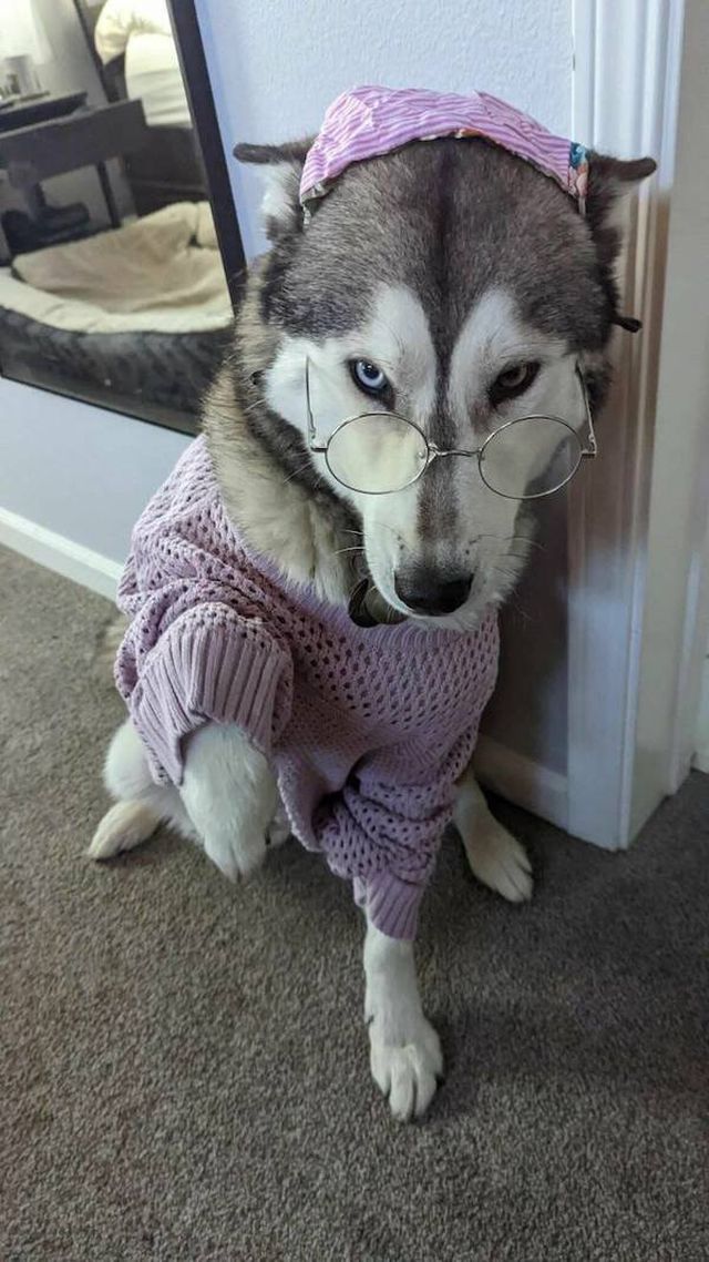 Funny Animals (50 pics)