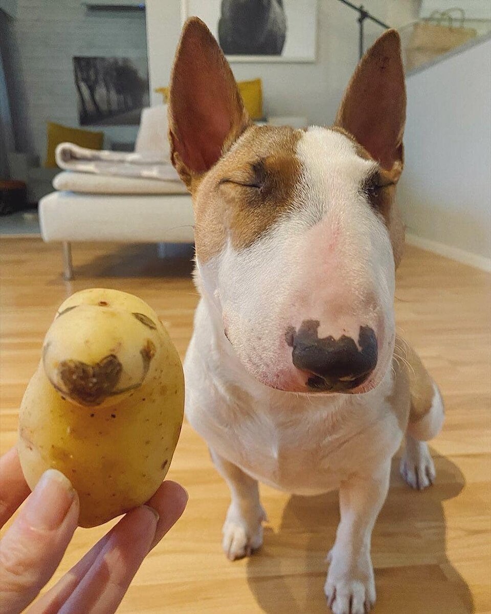 Cute Dogs (21 pics)