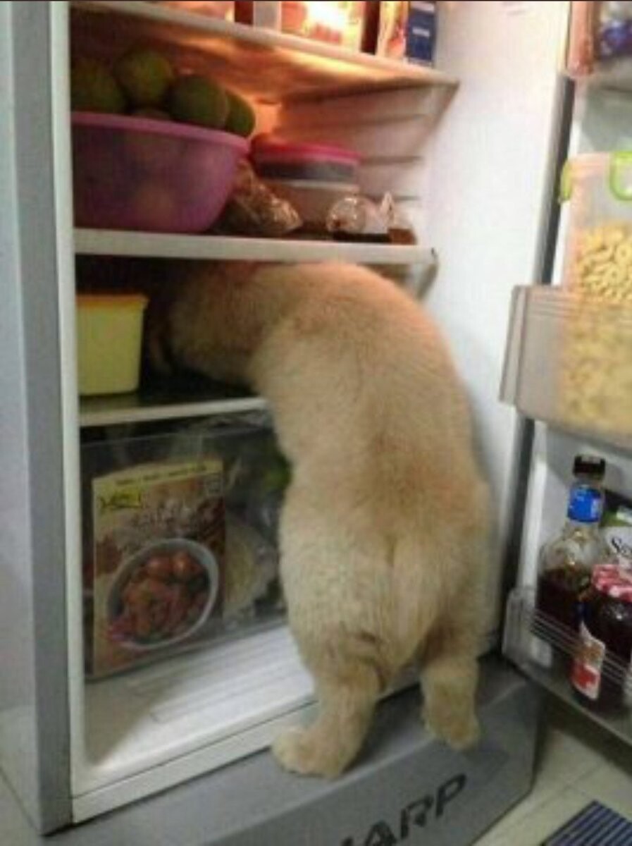 Cute Dogs (21 pics)
