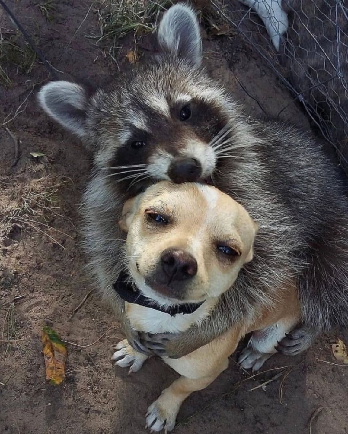 Cute Dogs (21 pics)