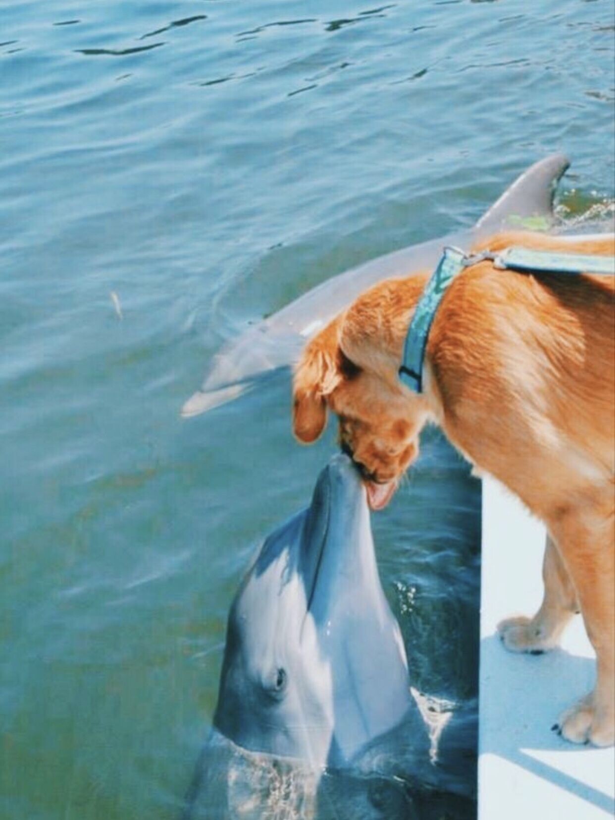 Cute Dogs (21 pics)