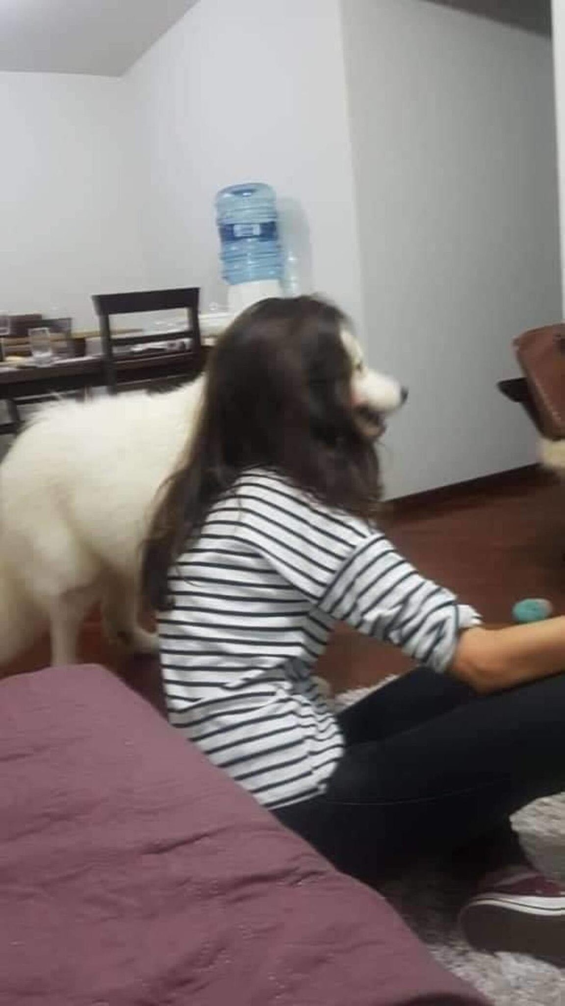 Cute Dogs (21 pics)