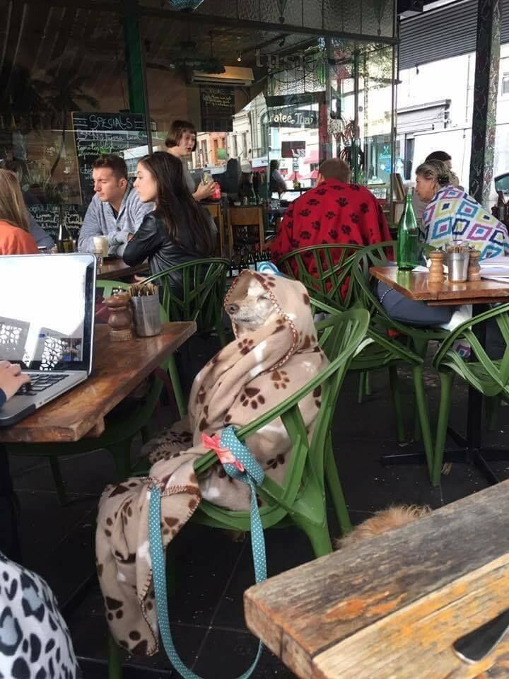 Cute Dogs (21 pics)