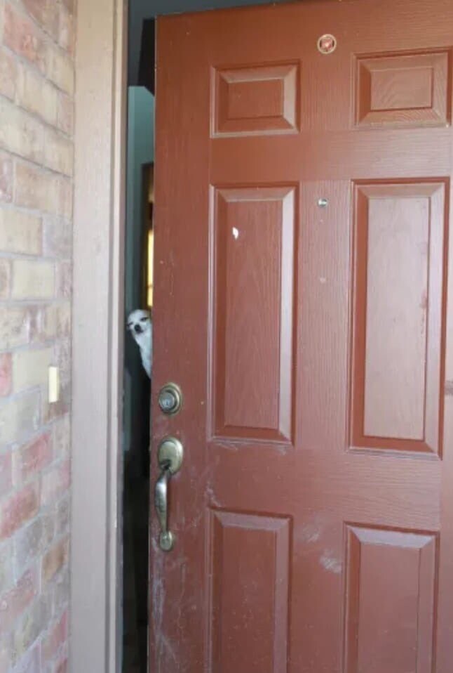 Cute Dogs (21 pics)