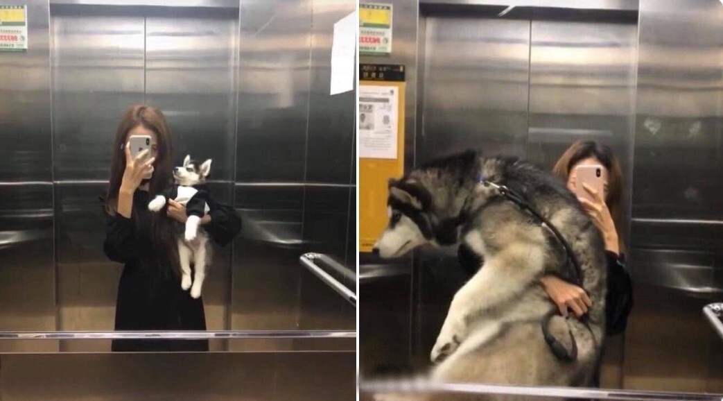 Cute Dogs (21 pics)