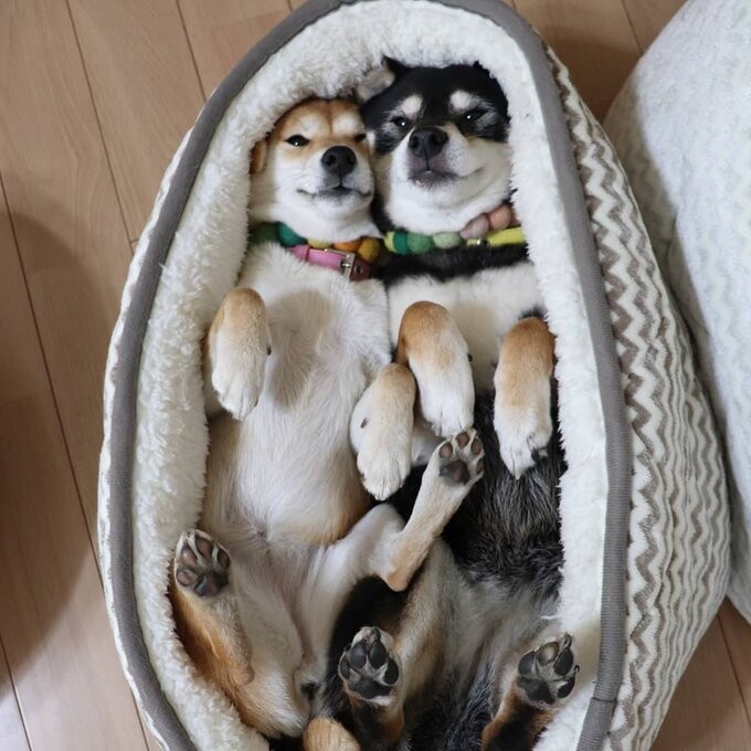 Cute Dogs (21 pics)
