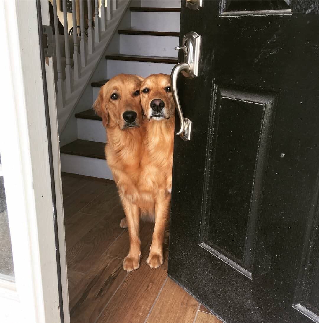 Cute Dogs (21 pics)