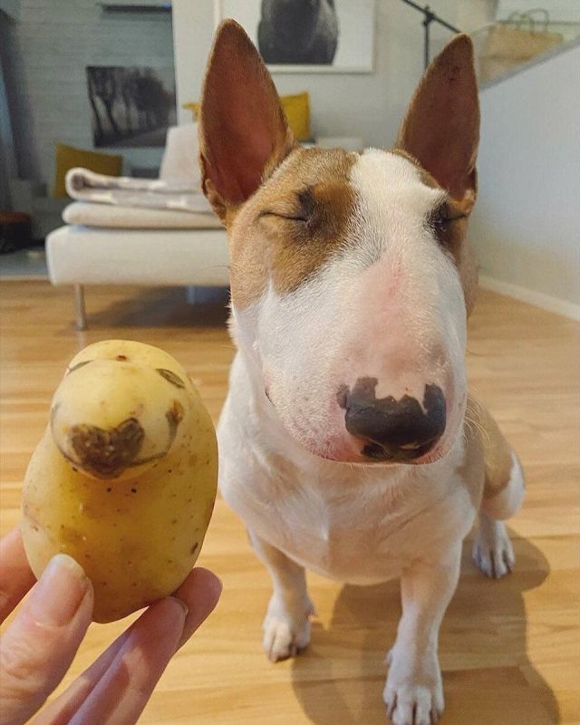 Cute Dogs (21 pics)