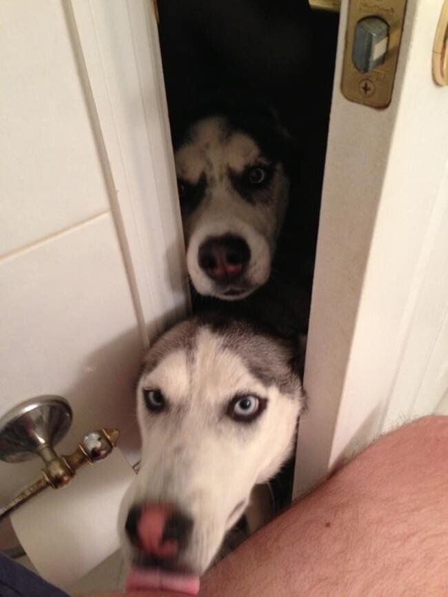 Cute Dogs (21 pics)