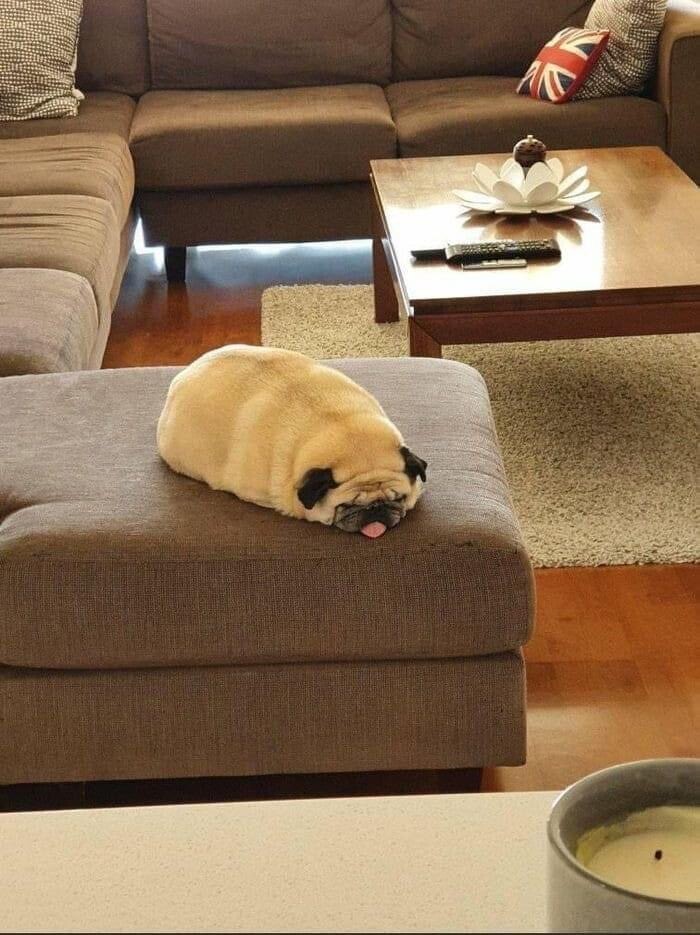 Cute Dogs (21 pics)