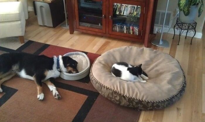 Cute Dogs (21 pics)