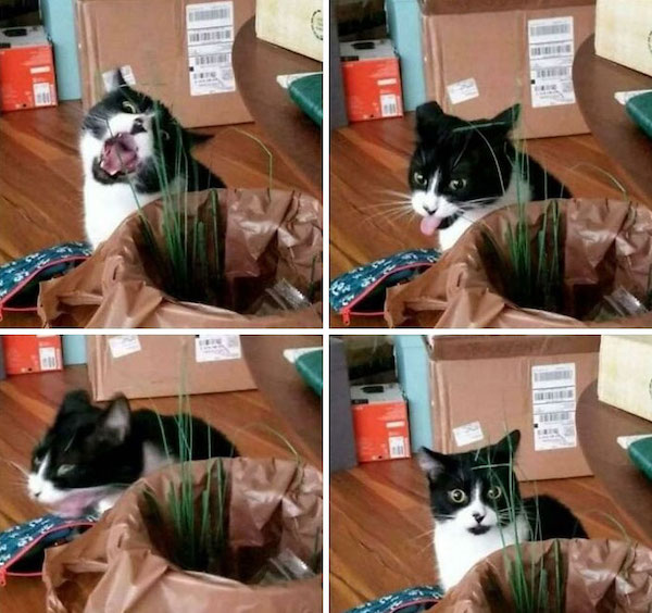 Funny Cats (21 pics)