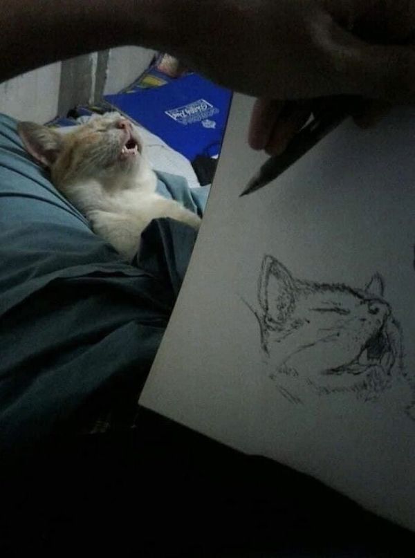 Funny Cats (21 pics)