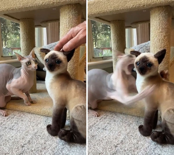 Funny Cats (21 pics)