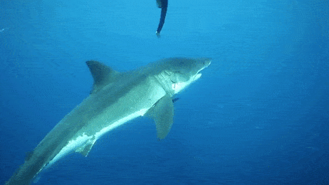 Acid GIFs, November 28 (25 gifs)