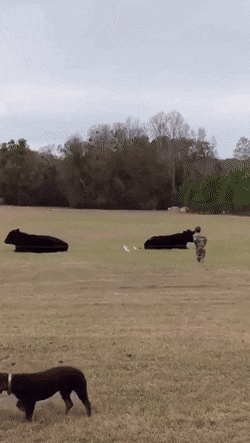 Acid GIFs, November 28 (25 gifs)