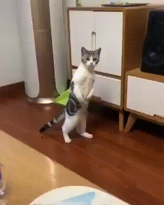Acid GIFs, November 28 (25 gifs)