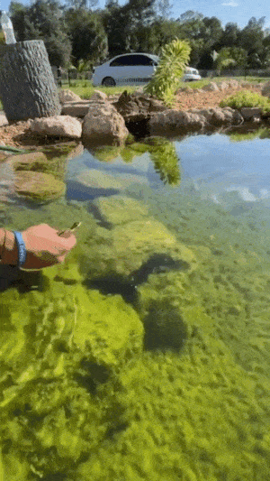 Acid GIFs, November 28 (25 gifs)