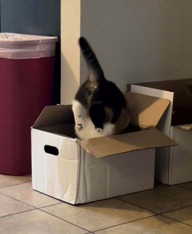 Funny Cats (35 pics)