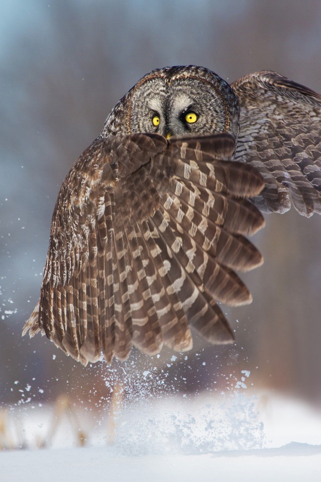 Funny Owls (30 pics)