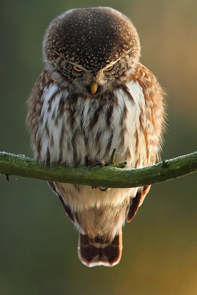 Funny Owls (30 pics)