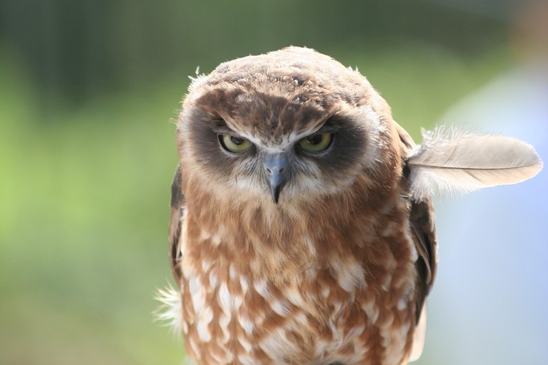 Funny Owls (30 pics)