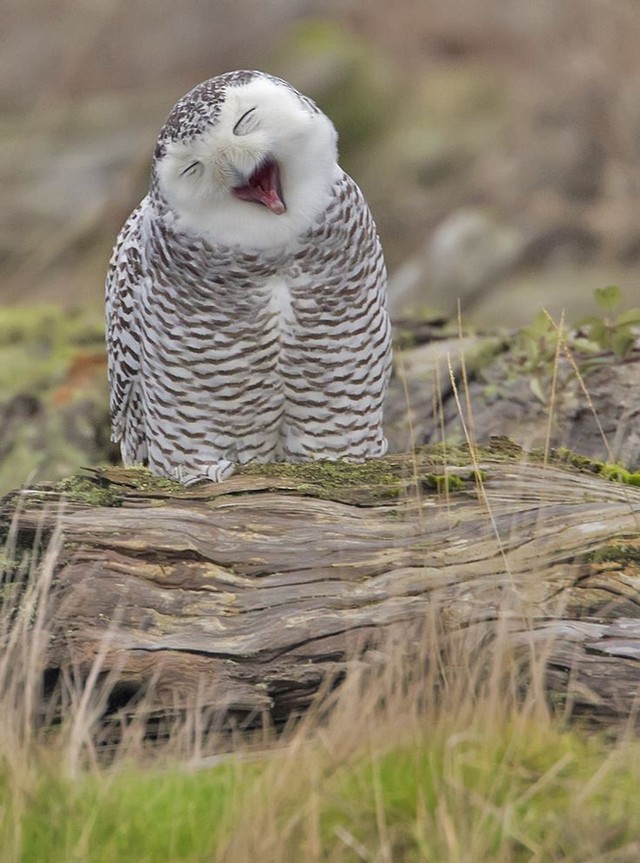 Funny Owls (30 pics)