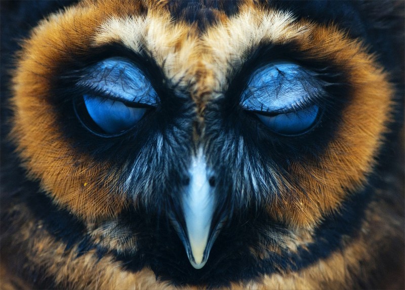 Funny Owls (30 pics)