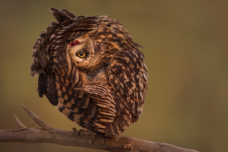 Funny Owls (30 pics)