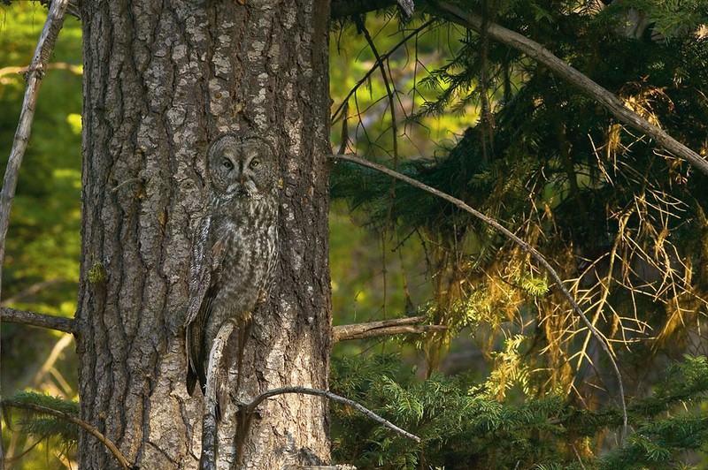 Funny Owls (30 pics)