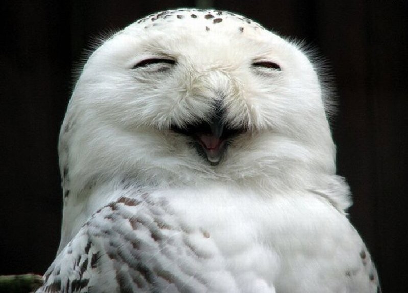 Funny Owls (30 pics)
